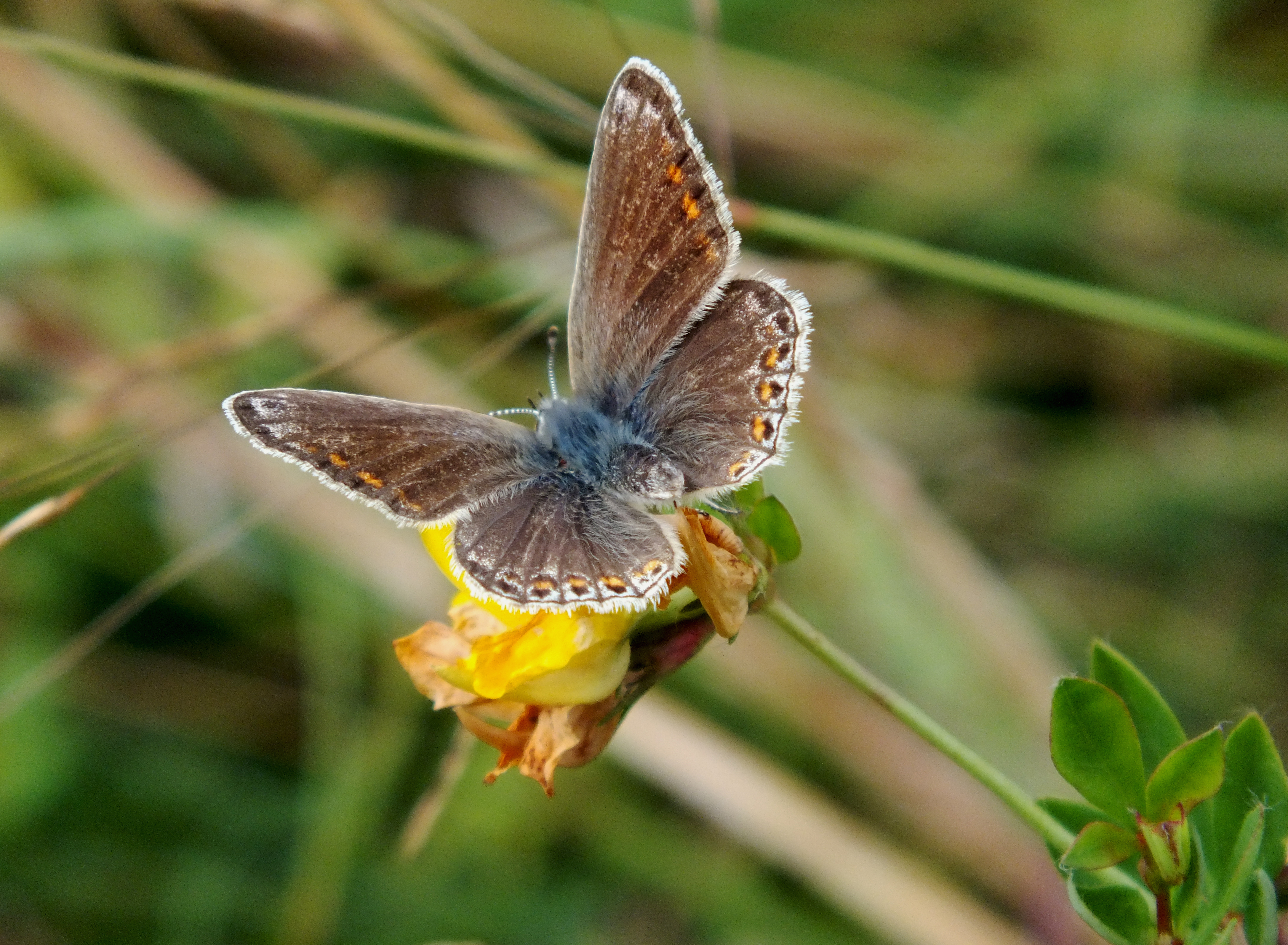COMMON BLUE Bill Bagley Photography